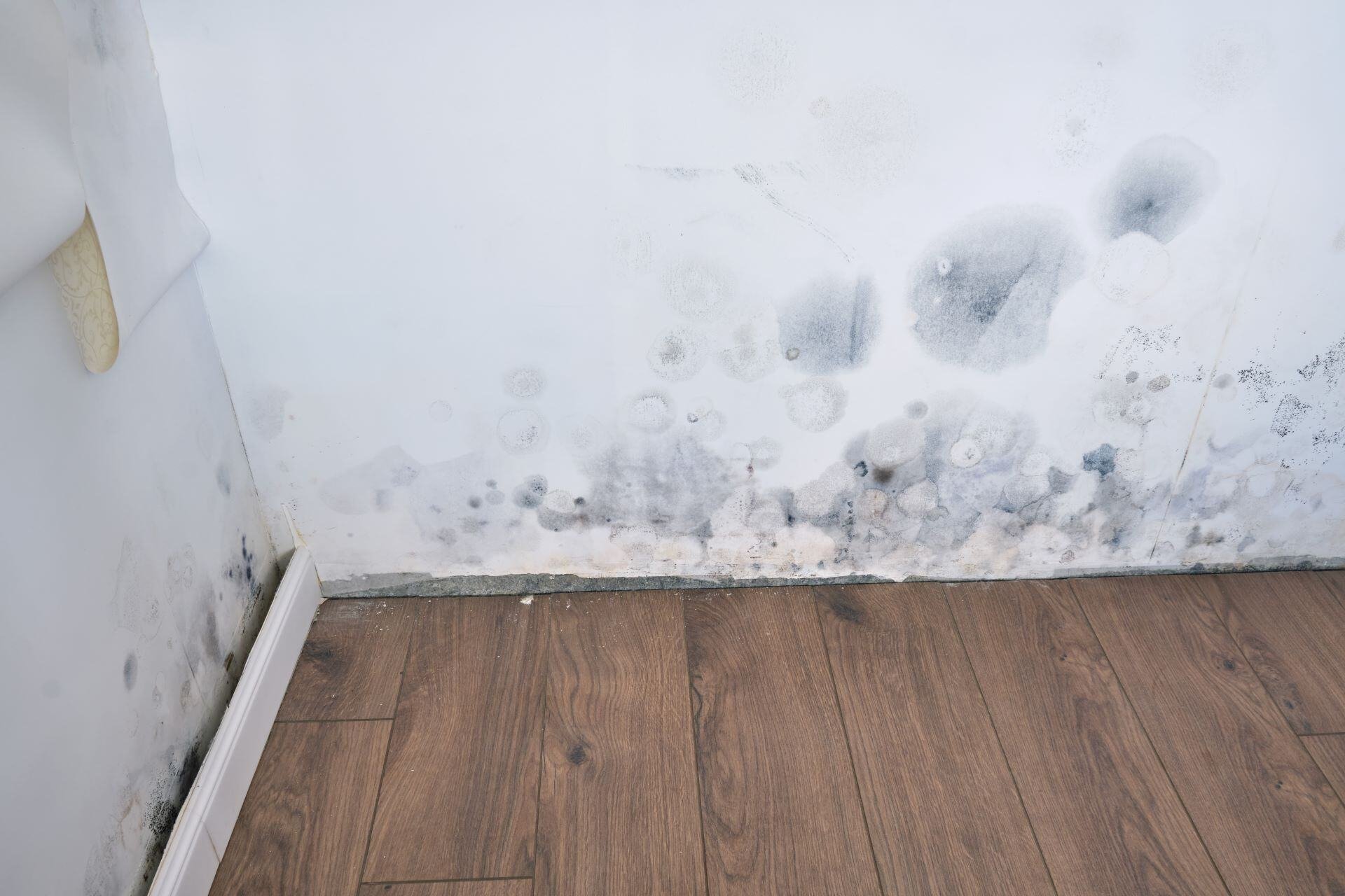 Moldy_Wallpaper_And_Baseboard_In_The_House_Due_To_Water_Leakage_original_2414852-4