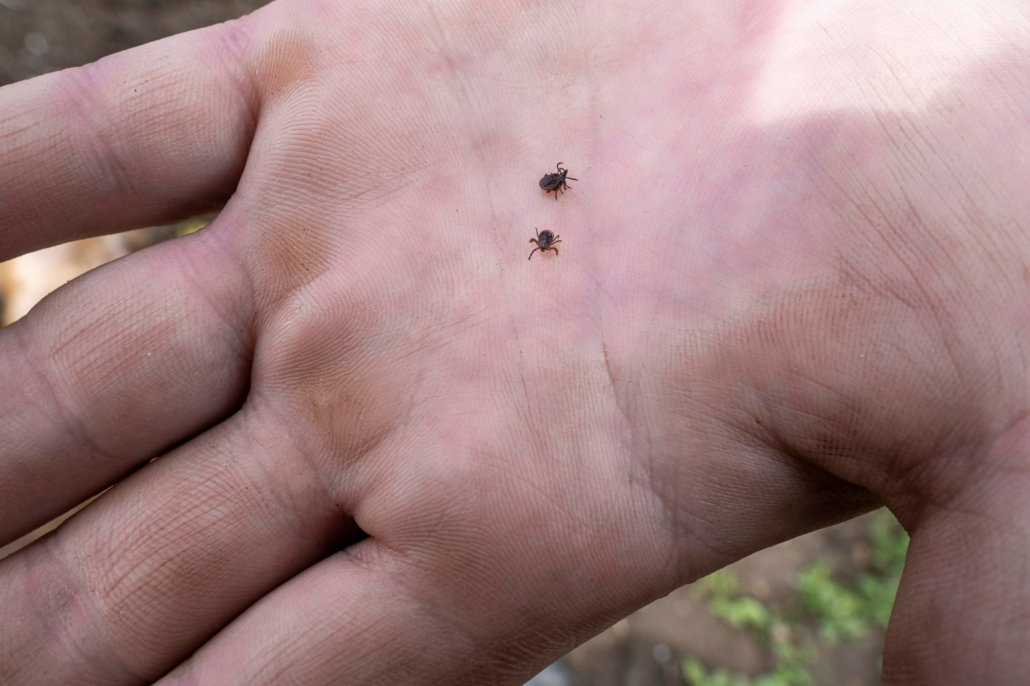 hand with a tick
