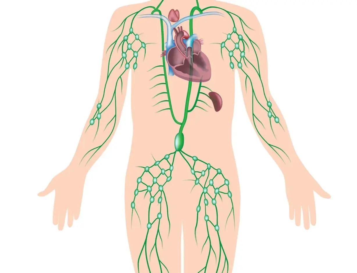 Lymphatic Drainage Myths