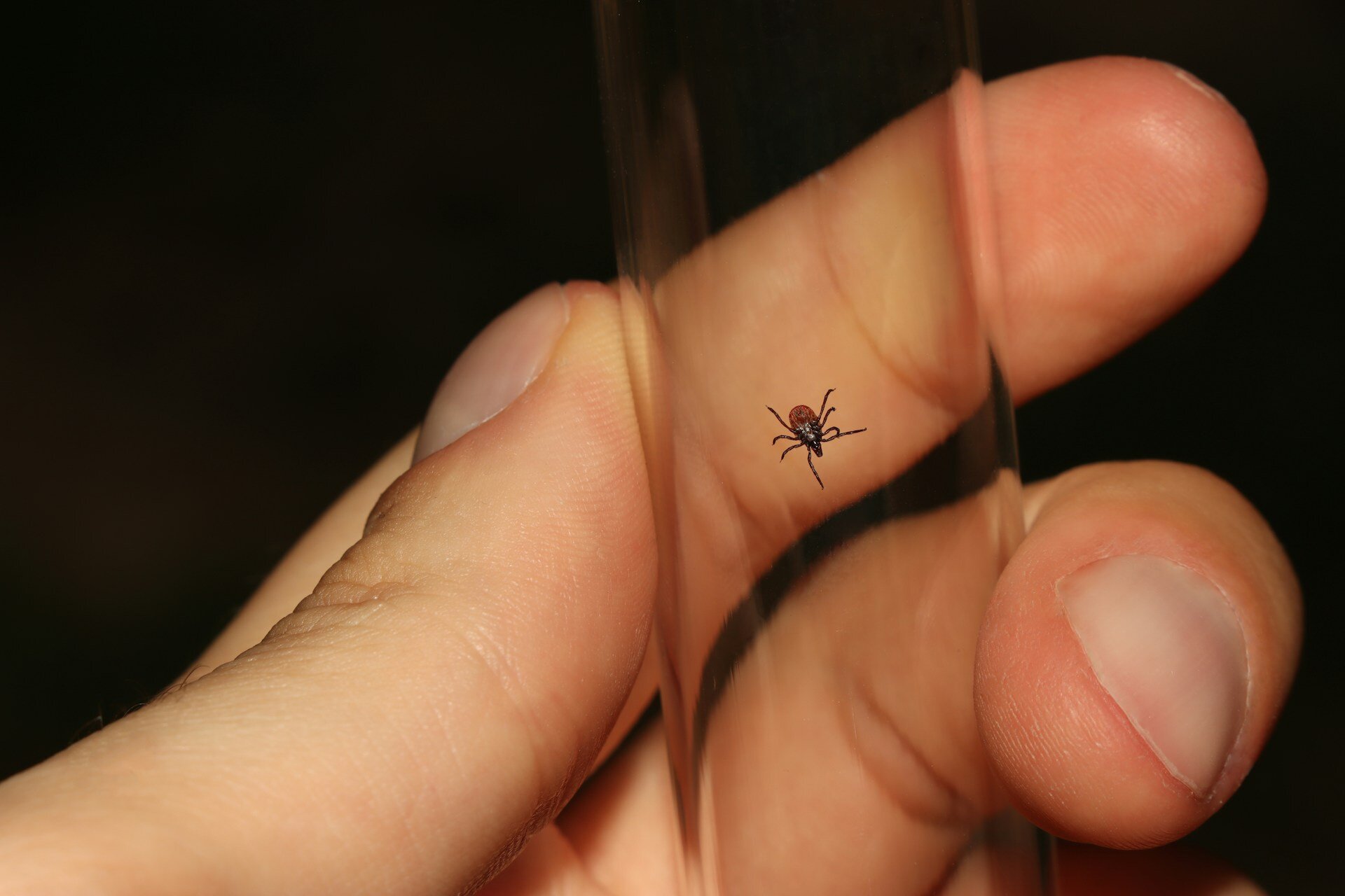 Lyme Disease