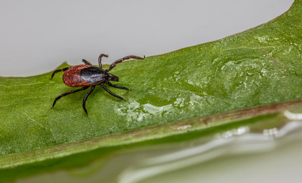lyme disease
