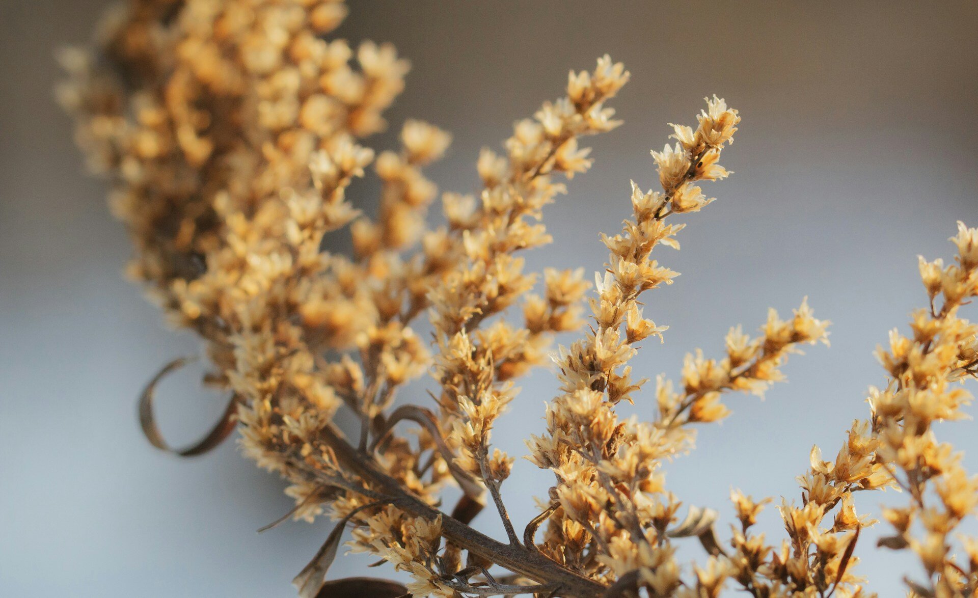 Wormwood Herb