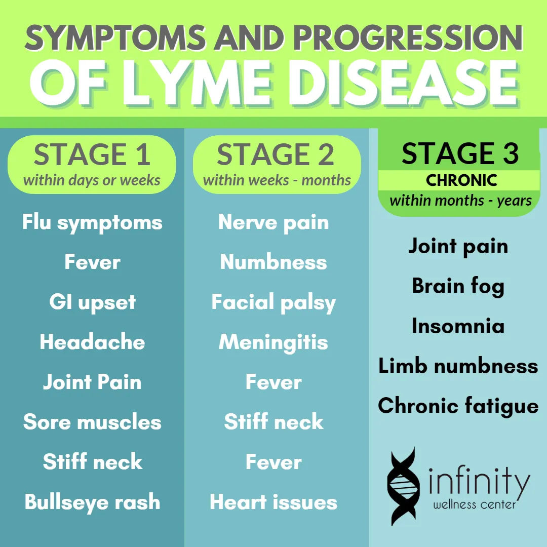 Infographic describing the 3 Stages and corresponding symptoms of Lyme Disease